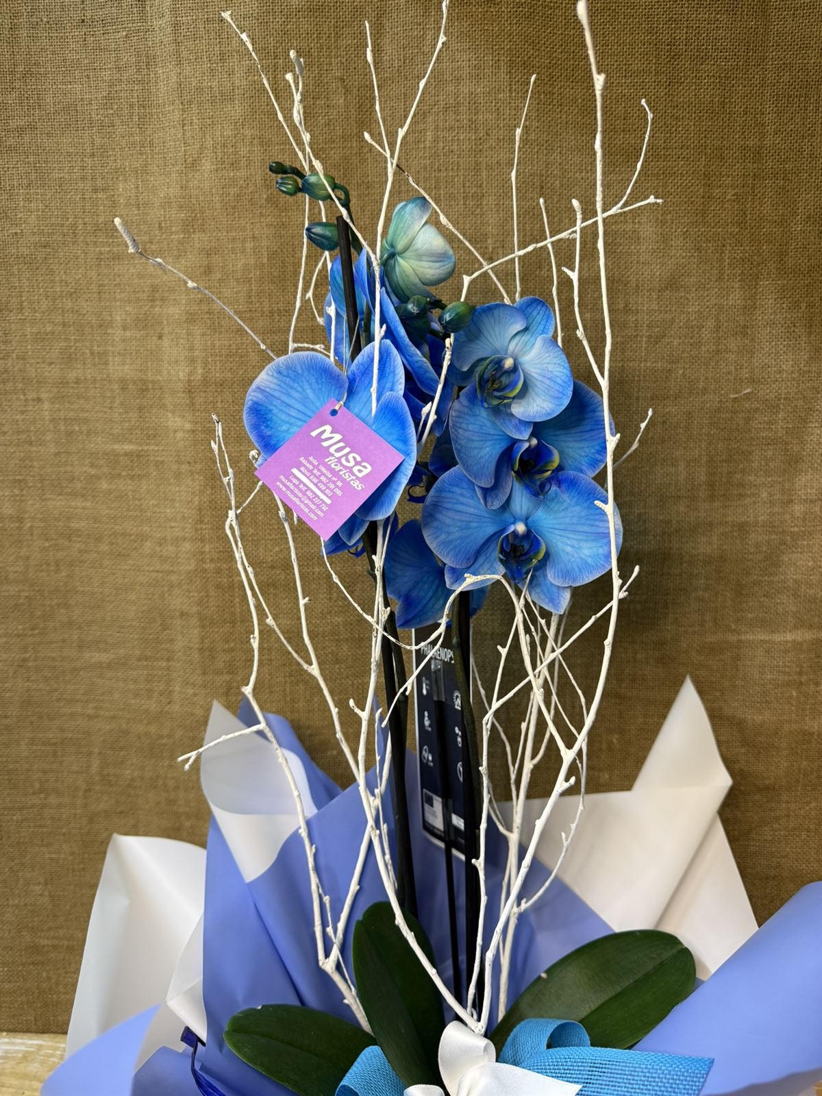 Phalaenopsis en tonos azul - Imagen 2