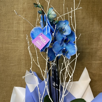 Phalaenopsis en tonos azul - Imagen 2