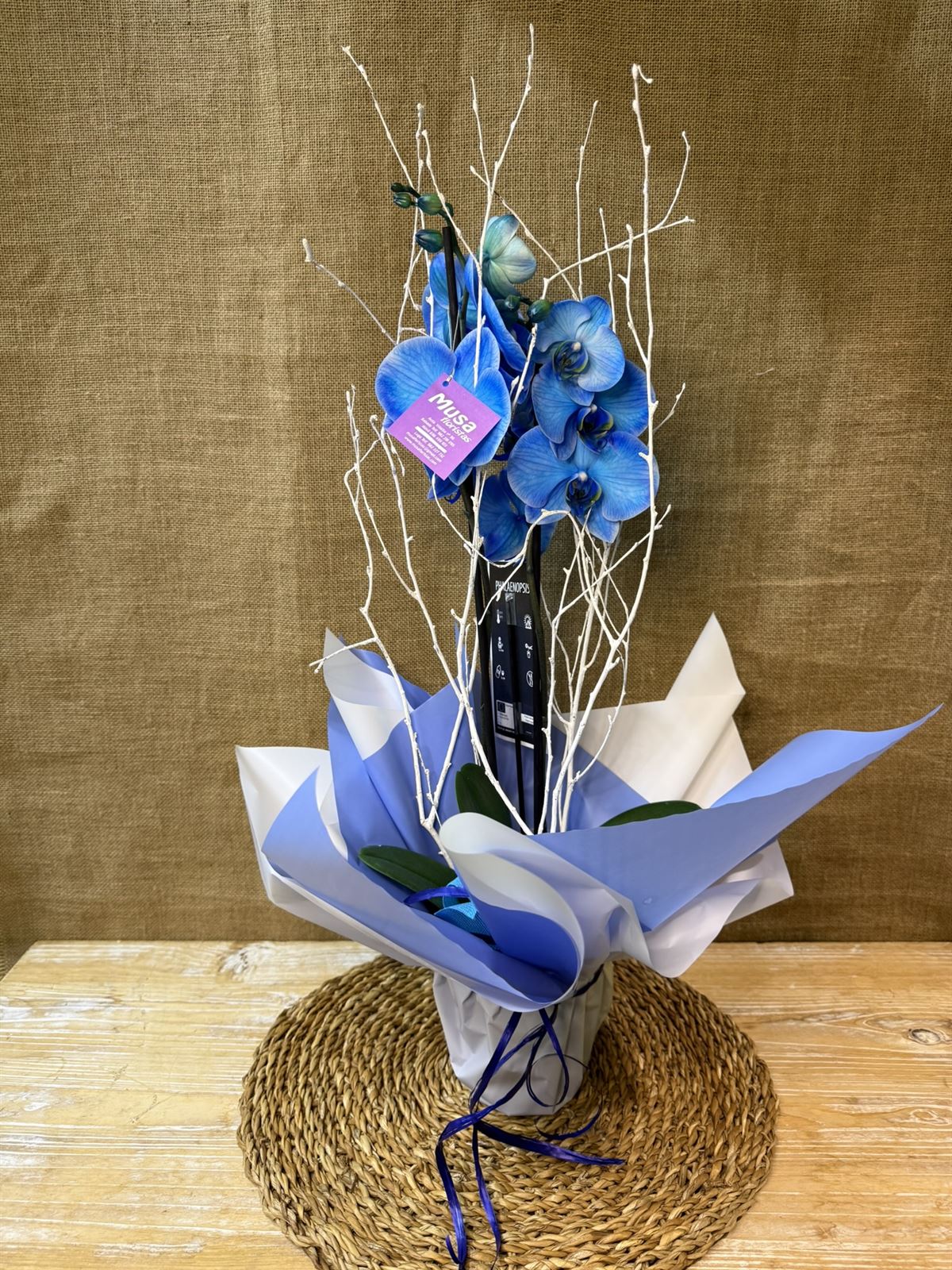 Phalaenopsis en tonos azul - Imagen 3