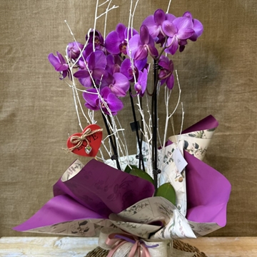 Phalaenopsis en tonos fucsia - Imagen 1