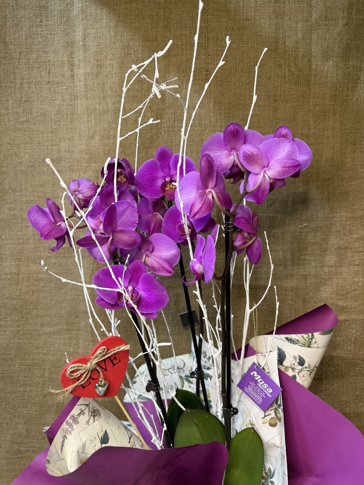 Phalaenopsis en tonos fucsia - Imagen 2