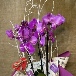 Phalaenopsis en tonos fucsia - Imagen 2