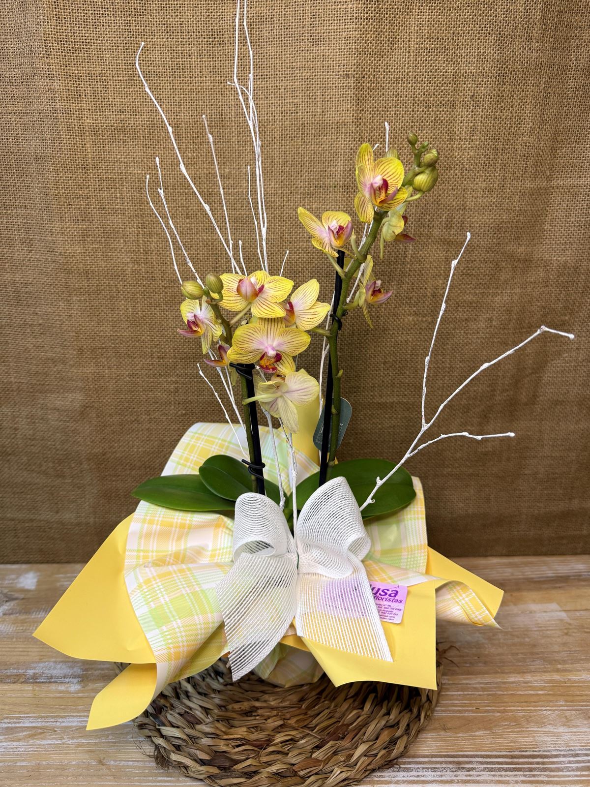 Phalaenopsis mini amarilla - Imagen 1