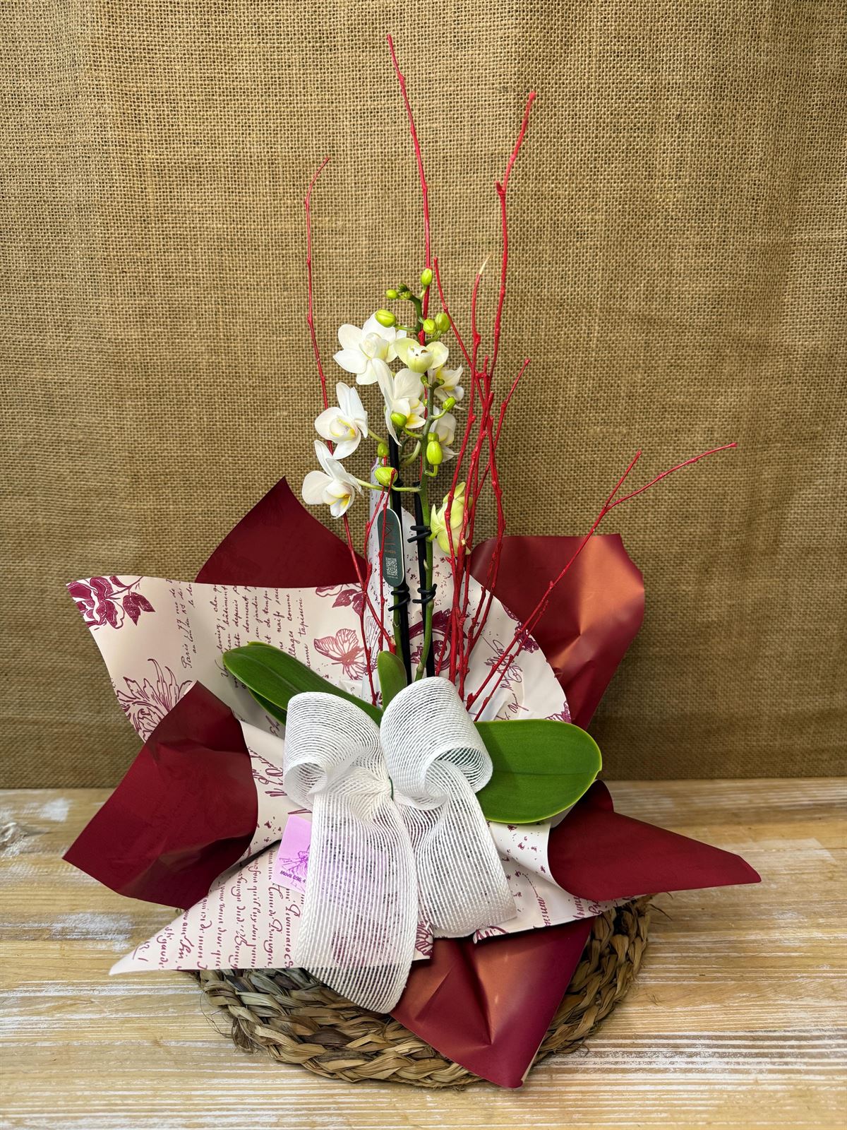 Phalaenopsis mini blanca - Imagen 1