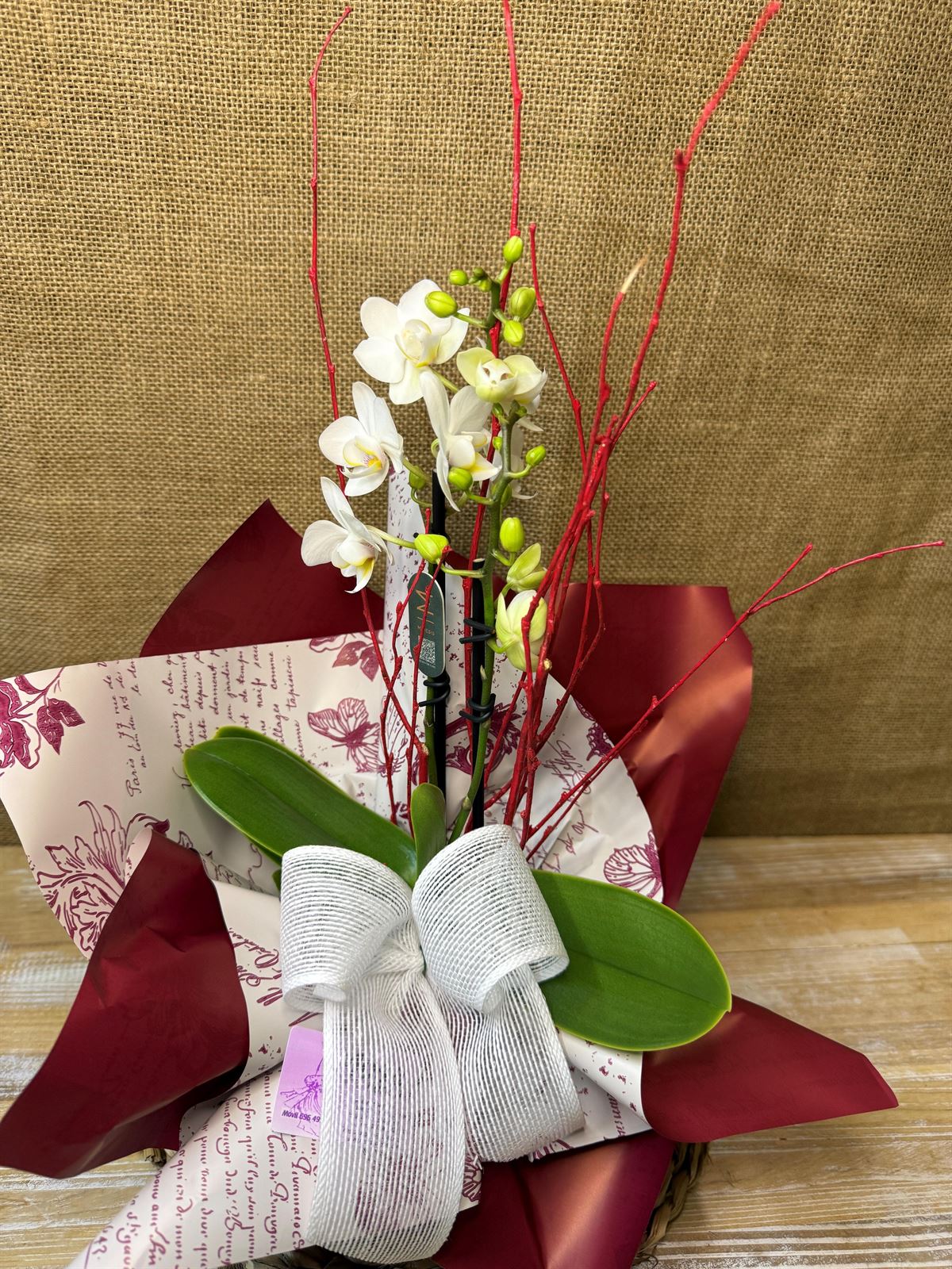 Phalaenopsis mini blanca - Imagen 2