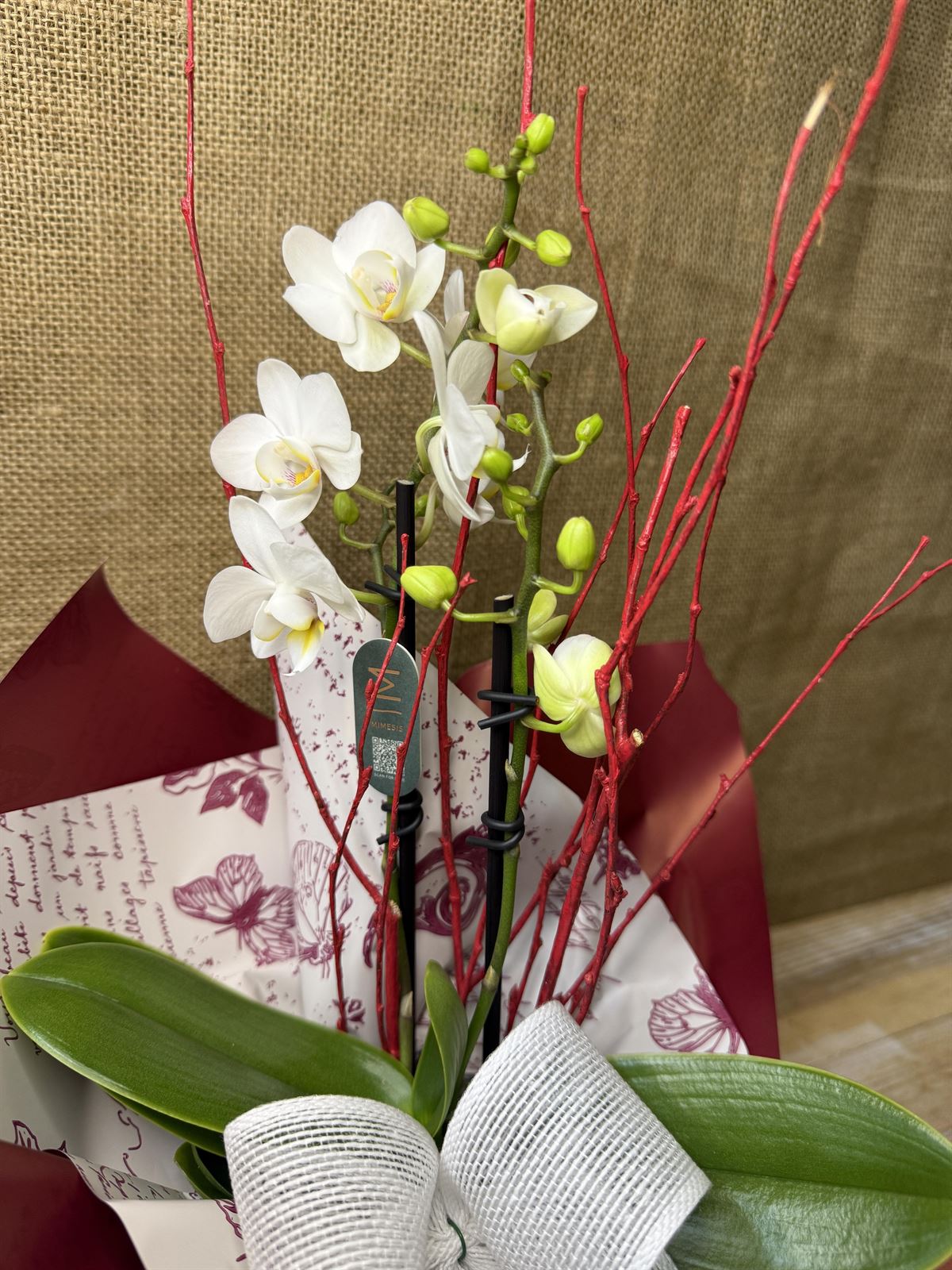 Phalaenopsis mini blanca - Imagen 3