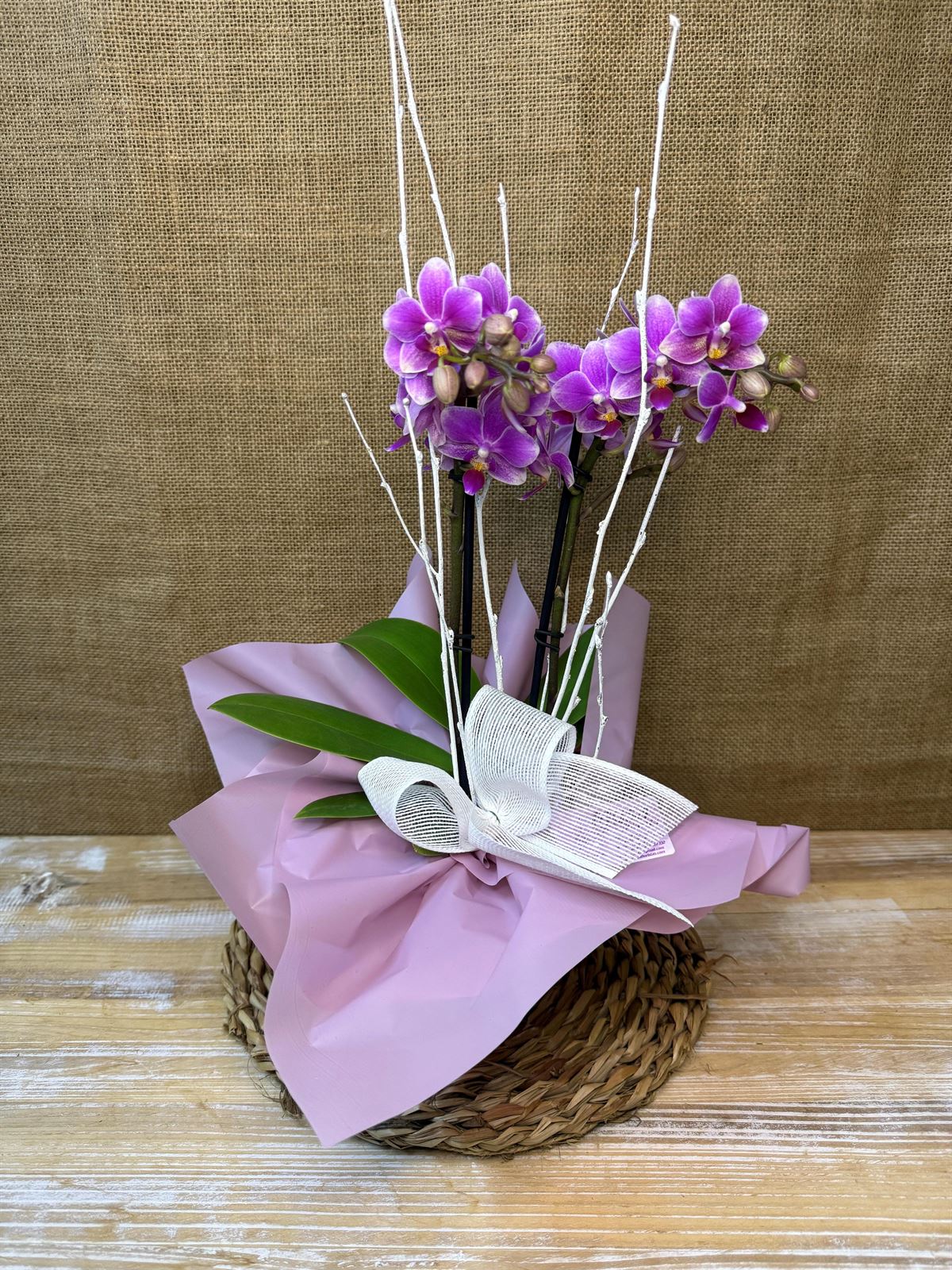 Phalaenopsis mini morada - Imagen 1