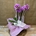 Phalaenopsis mini morada - Imagen 1