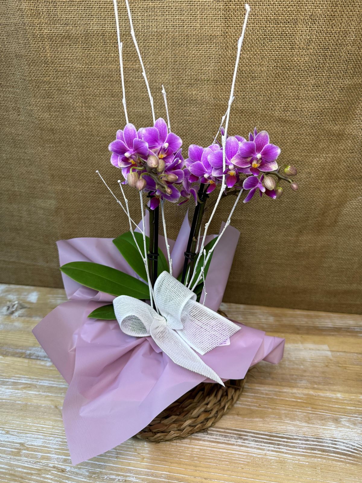 Phalaenopsis mini morada - Imagen 2