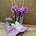 Phalaenopsis mini morada - Imagen 2