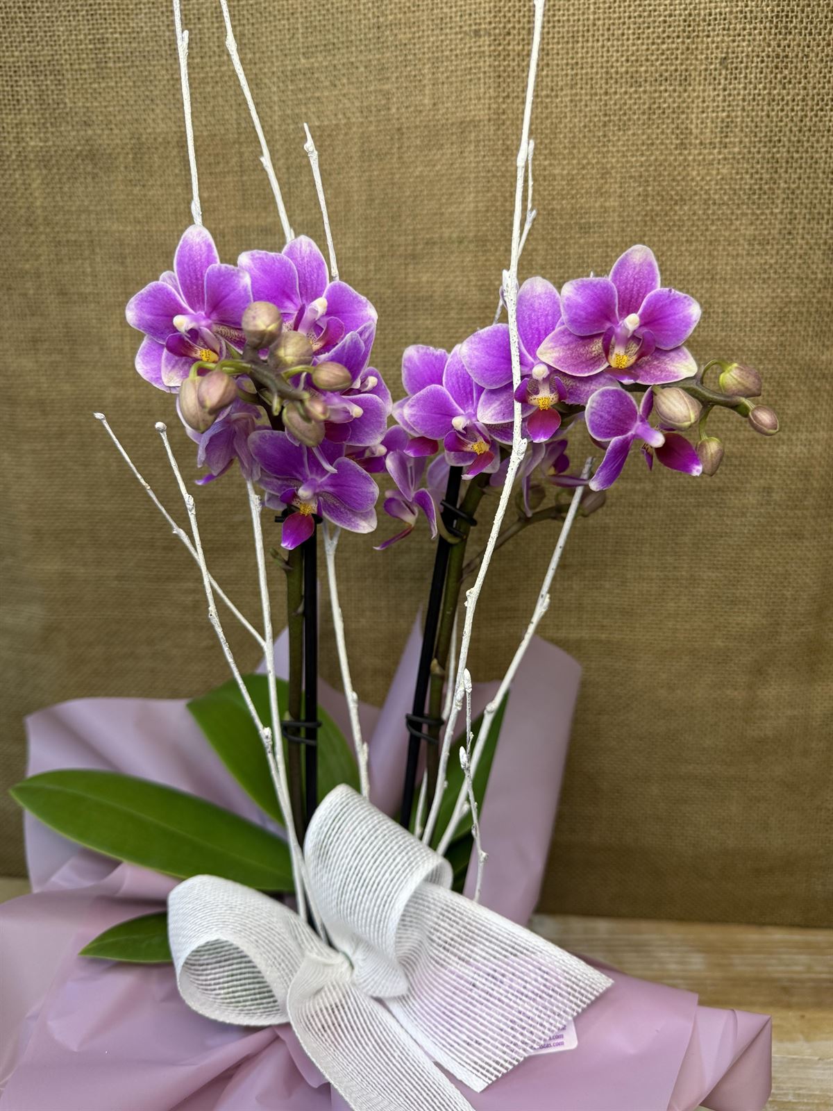 Phalaenopsis mini morada - Imagen 3