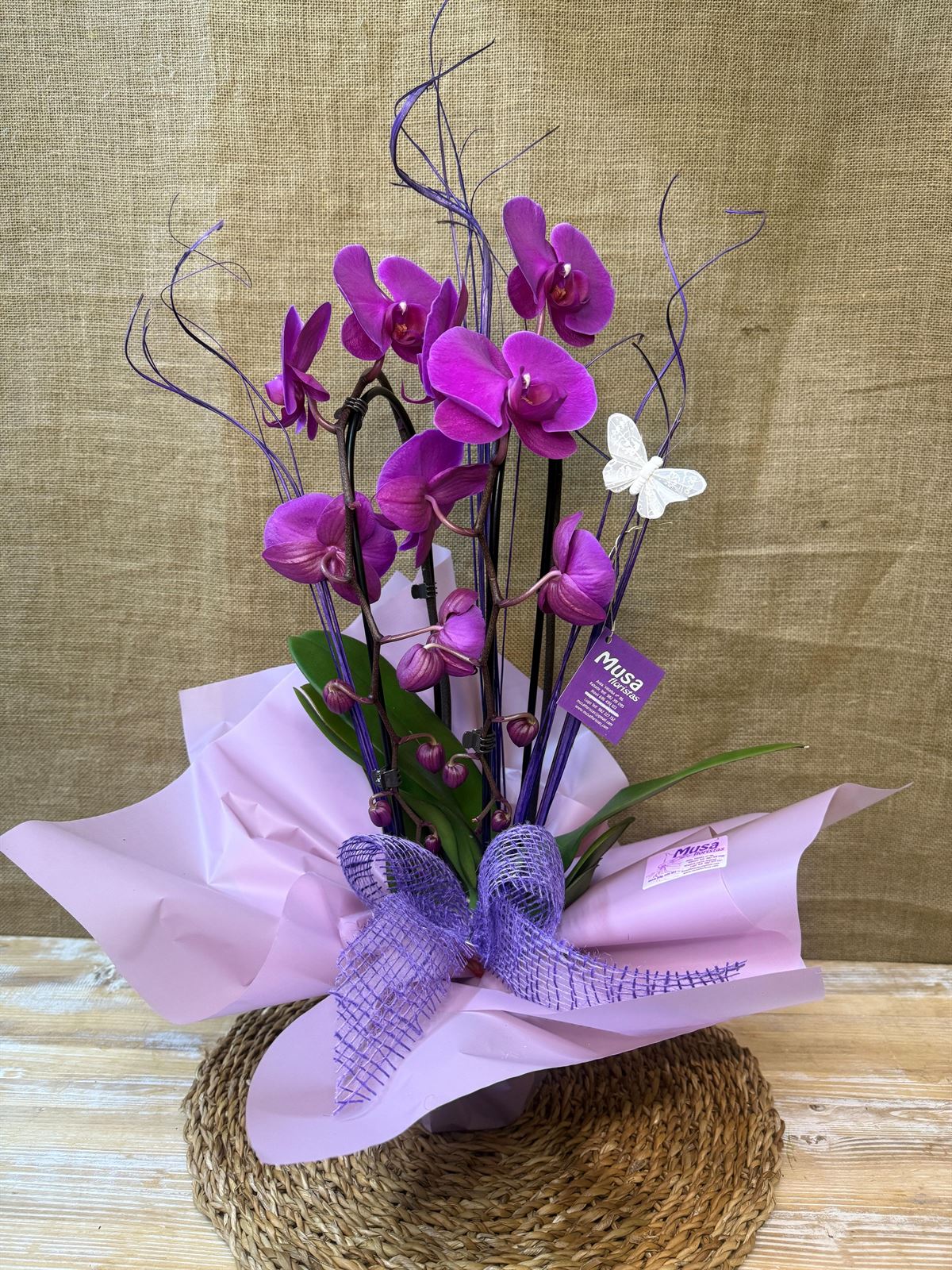 Phalaenopsis morada de 2 varas en cascada - Imagen 1