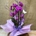 Phalaenopsis morada de 2 varas en cascada - Imagen 1