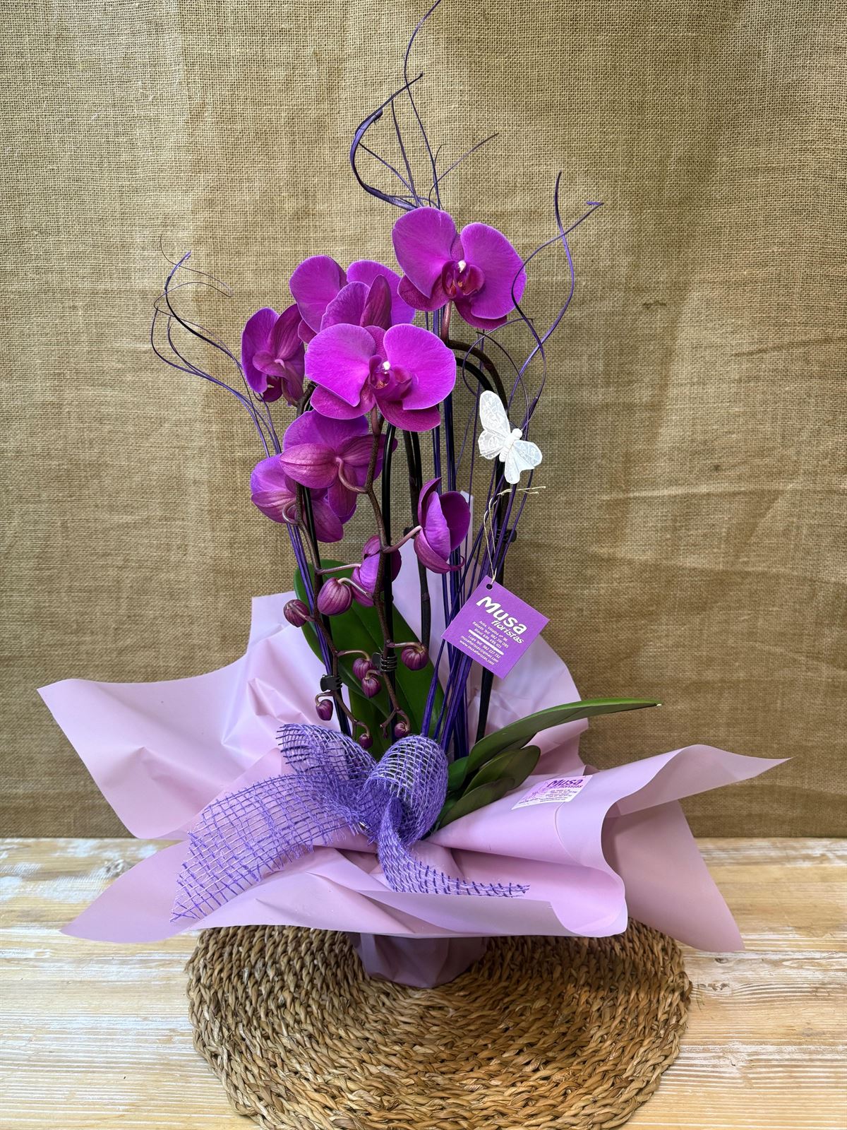 Phalaenopsis morada de 2 varas en cascada - Imagen 2