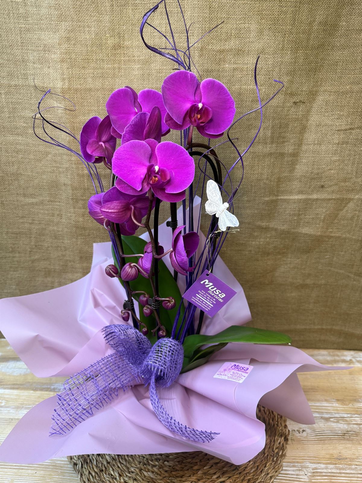 Phalaenopsis morada de 2 varas en cascada - Imagen 3