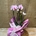 Phalaenopsis rosa de 2 varas en cascada - Imagen 1