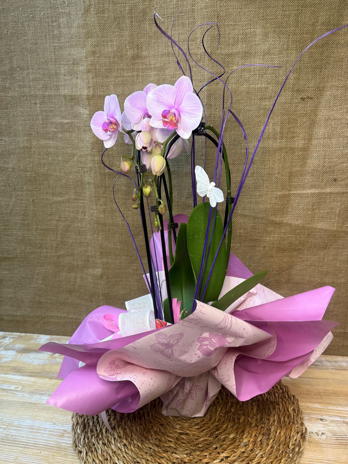 Phalaenopsis rosa de 2 varas en cascada - Imagen 2