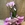 Phalaenopsis rosa de 2 varas en cascada - Imagen 2