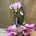 Phalaenopsis rosa de 2 varas en cascada - Imagen 2