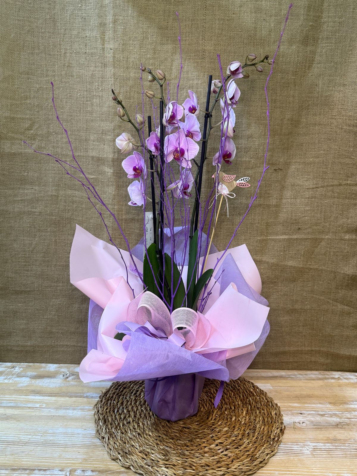 Phalaenopsis rosa - Imagen 1
