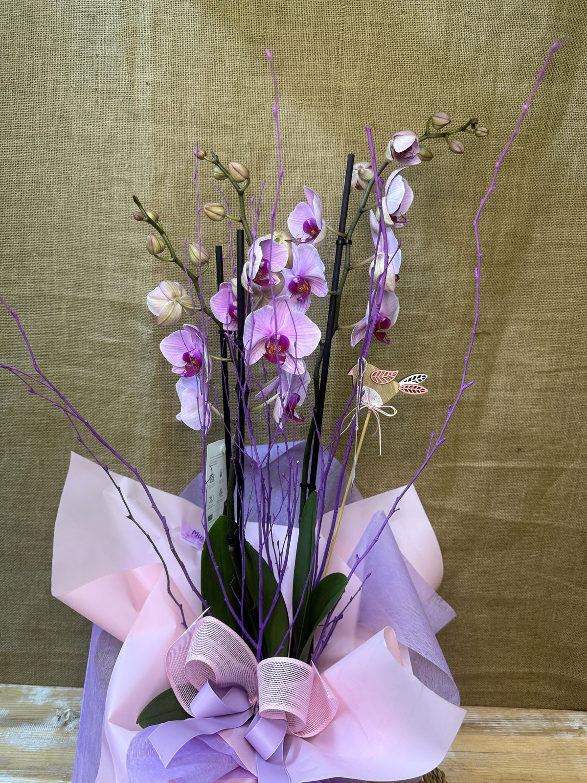 Phalaenopsis rosa - Imagen 2
