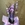 Phalaenopsis rosa - Imagen 2