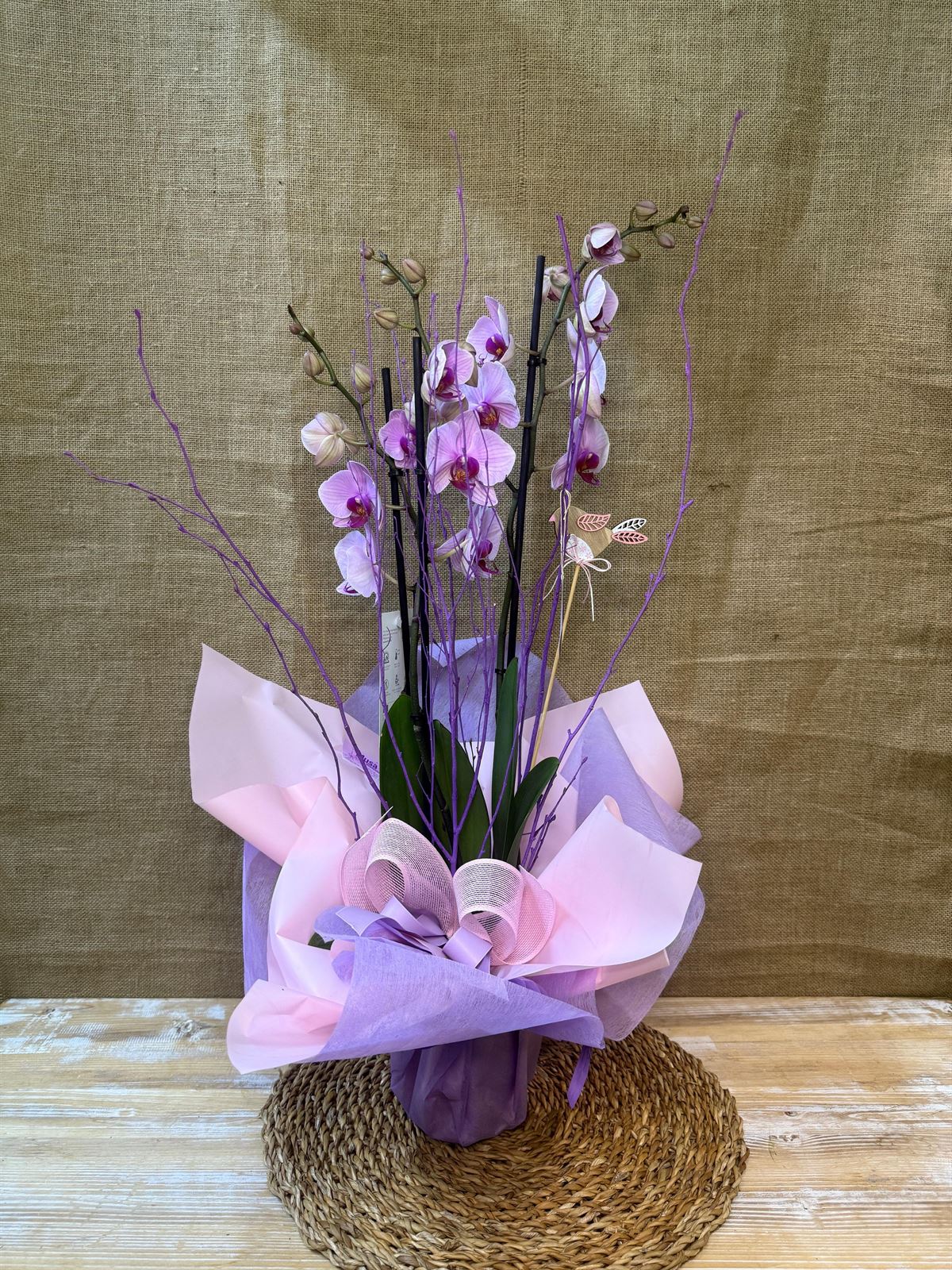 Phalaenopsis rosa - Imagen 3