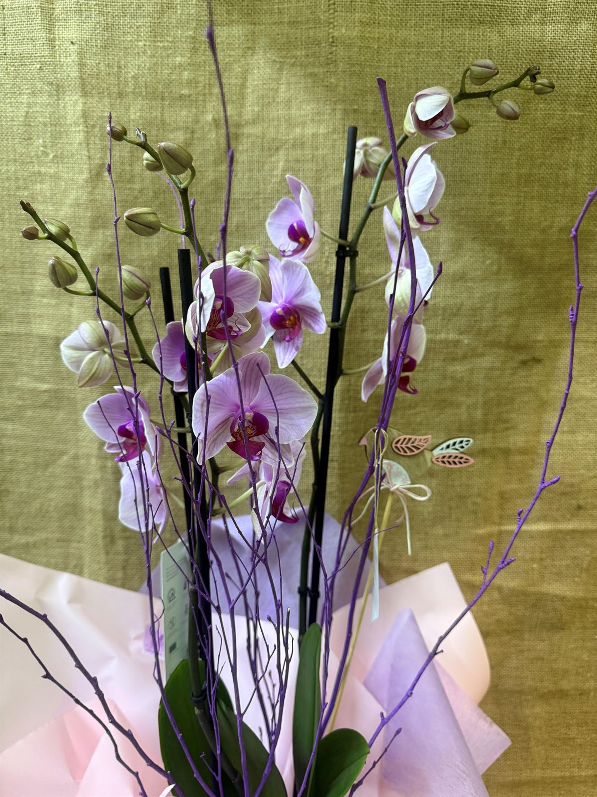 Phalaenopsis rosa - Imagen 4