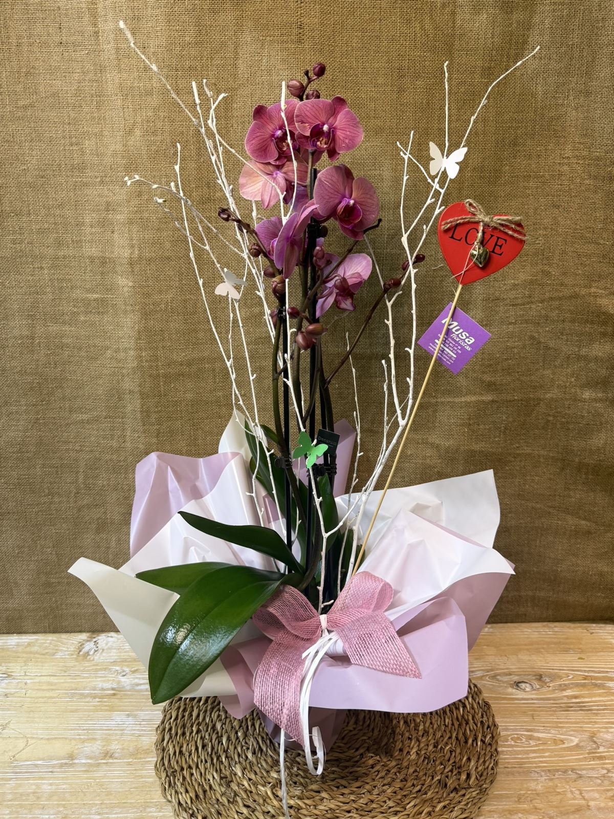 Phalaenopsis - Imagen 1