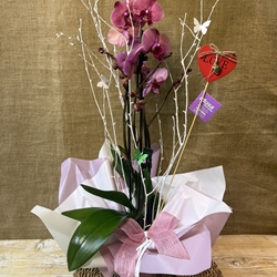 Phalaenopsis - Imagen 1