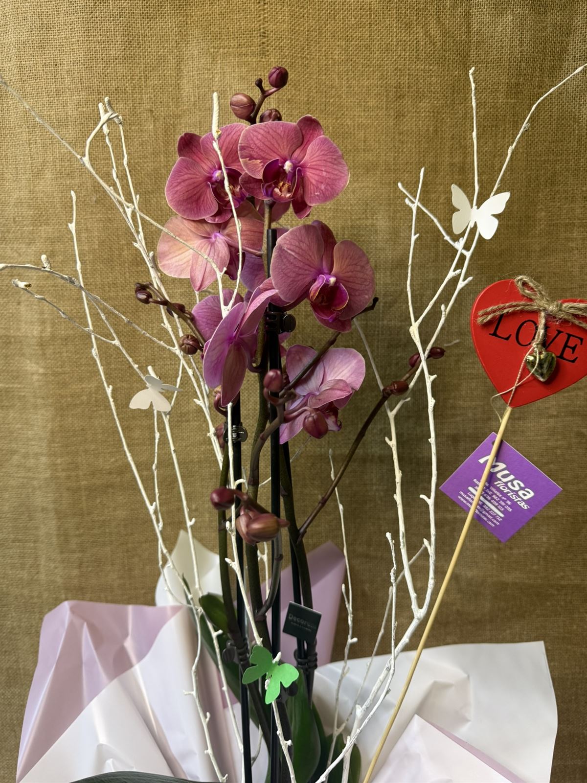 Phalaenopsis - Imagen 2