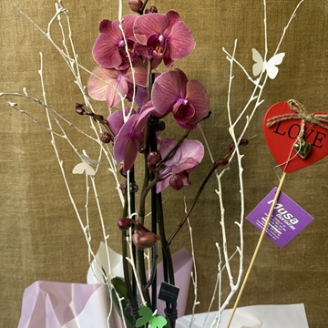 Phalaenopsis - Imagen 2