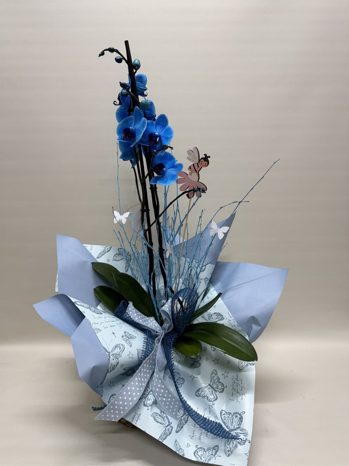 Phalenopsis azul - Imagen 1