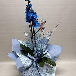 Phalenopsis azul - Imagen 1