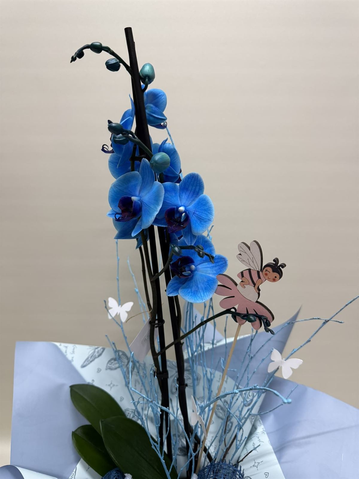 Phalenopsis azul - Imagen 2