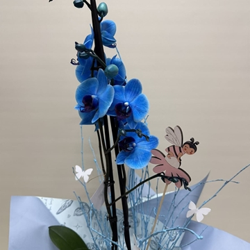 Phalenopsis azul - Imagen 2