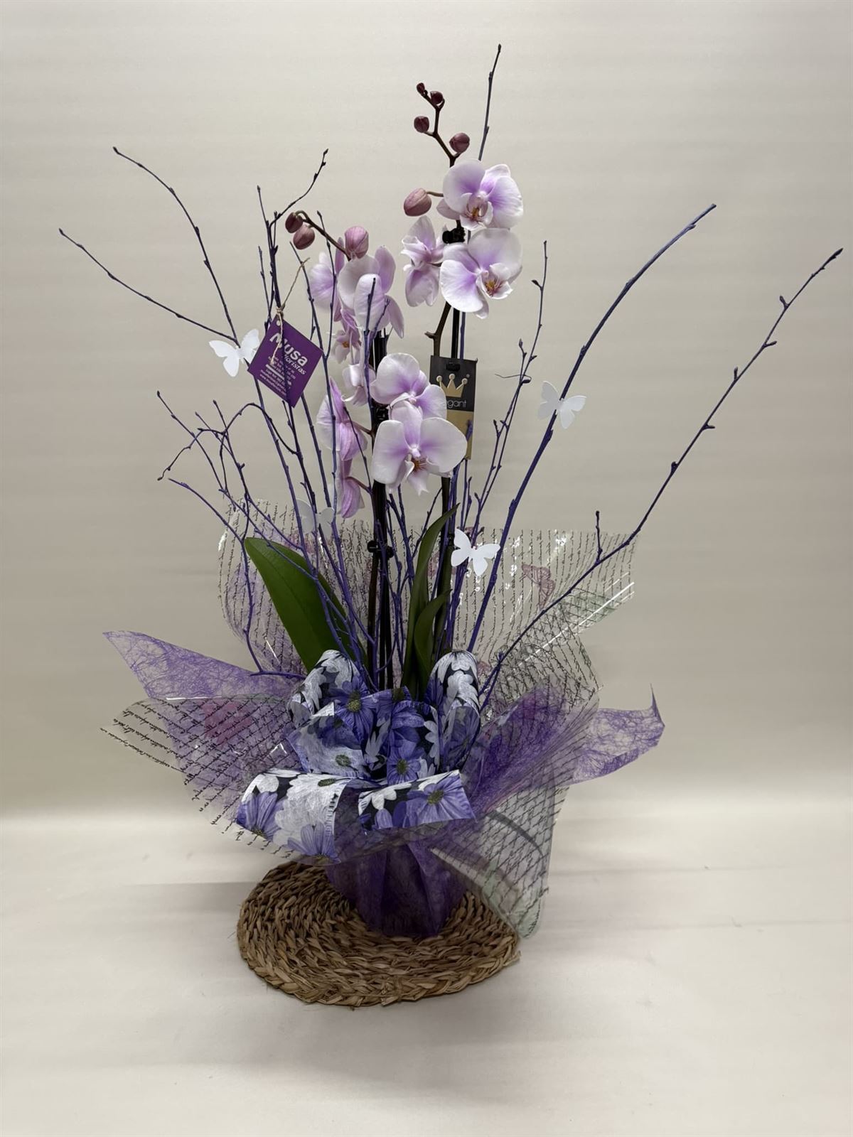 Phalenopsis bicolor morada - Imagen 1