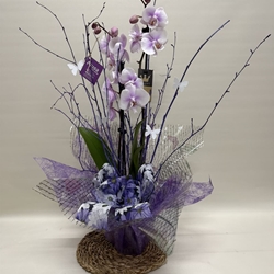 Phalenopsis bicolor morada - Imagen 1