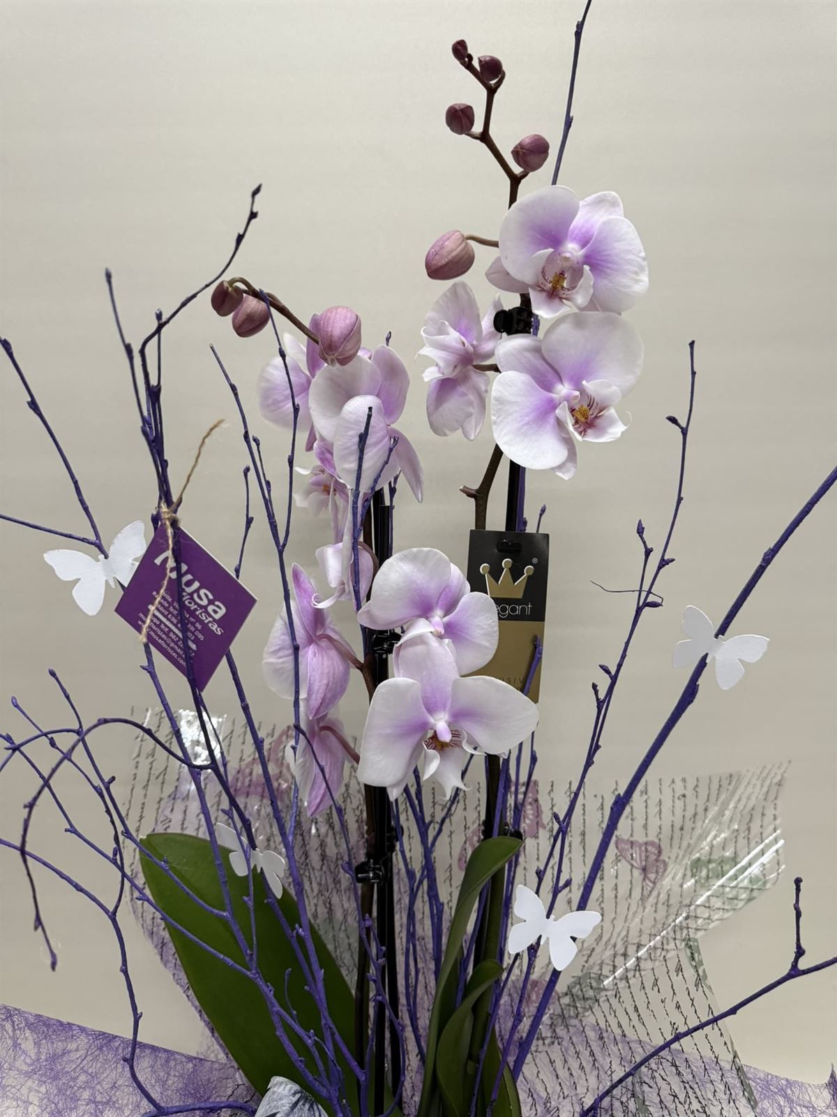Phalenopsis bicolor morada - Imagen 2