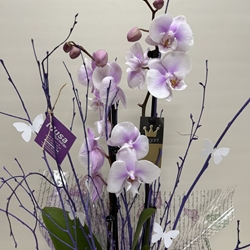 Phalenopsis bicolor morada - Imagen 2