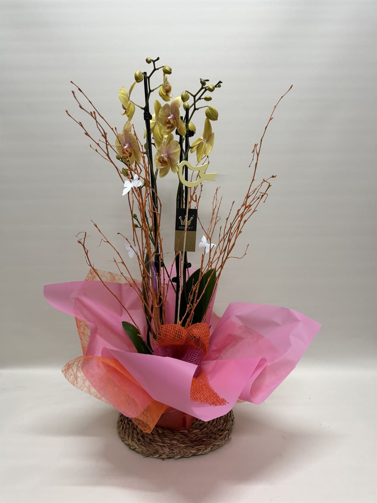 Phalenopsis bicolor - Imagen 1