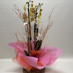 Phalenopsis bicolor - Imagen 1