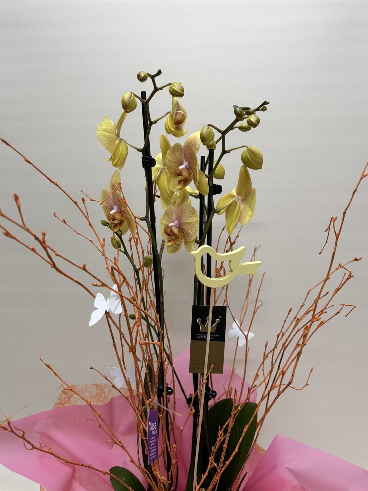 Phalenopsis bicolor - Imagen 2