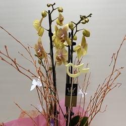 Phalenopsis bicolor - Imagen 2