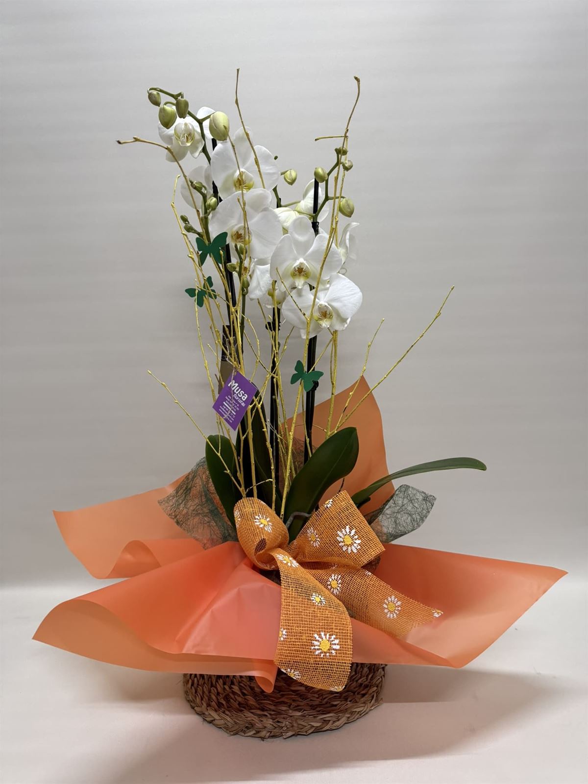 Phalenopsis blanca - Imagen 1