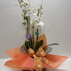 Phalenopsis blanca - Imagen 1