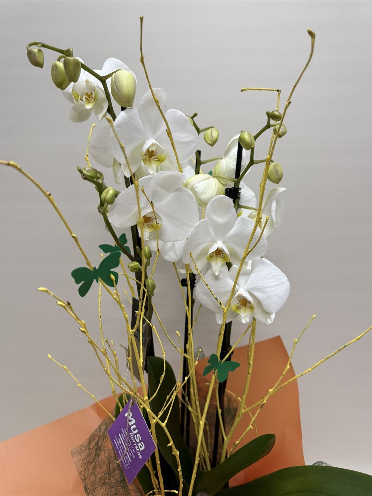 Phalenopsis blanca - Imagen 2