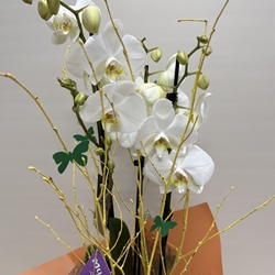 Phalenopsis blanca - Imagen 2