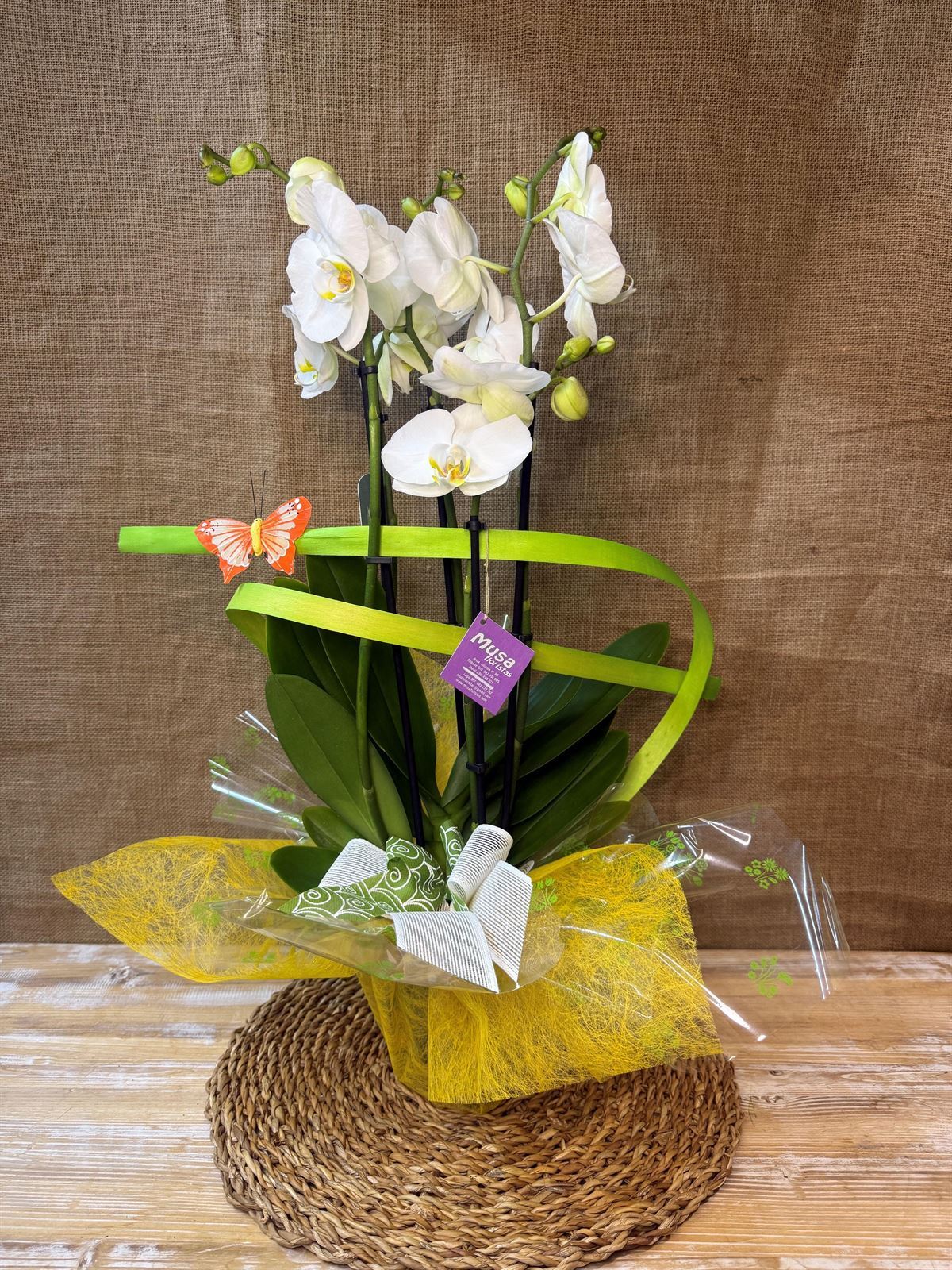 Phalenopsis en tonos blancos - Imagen 1