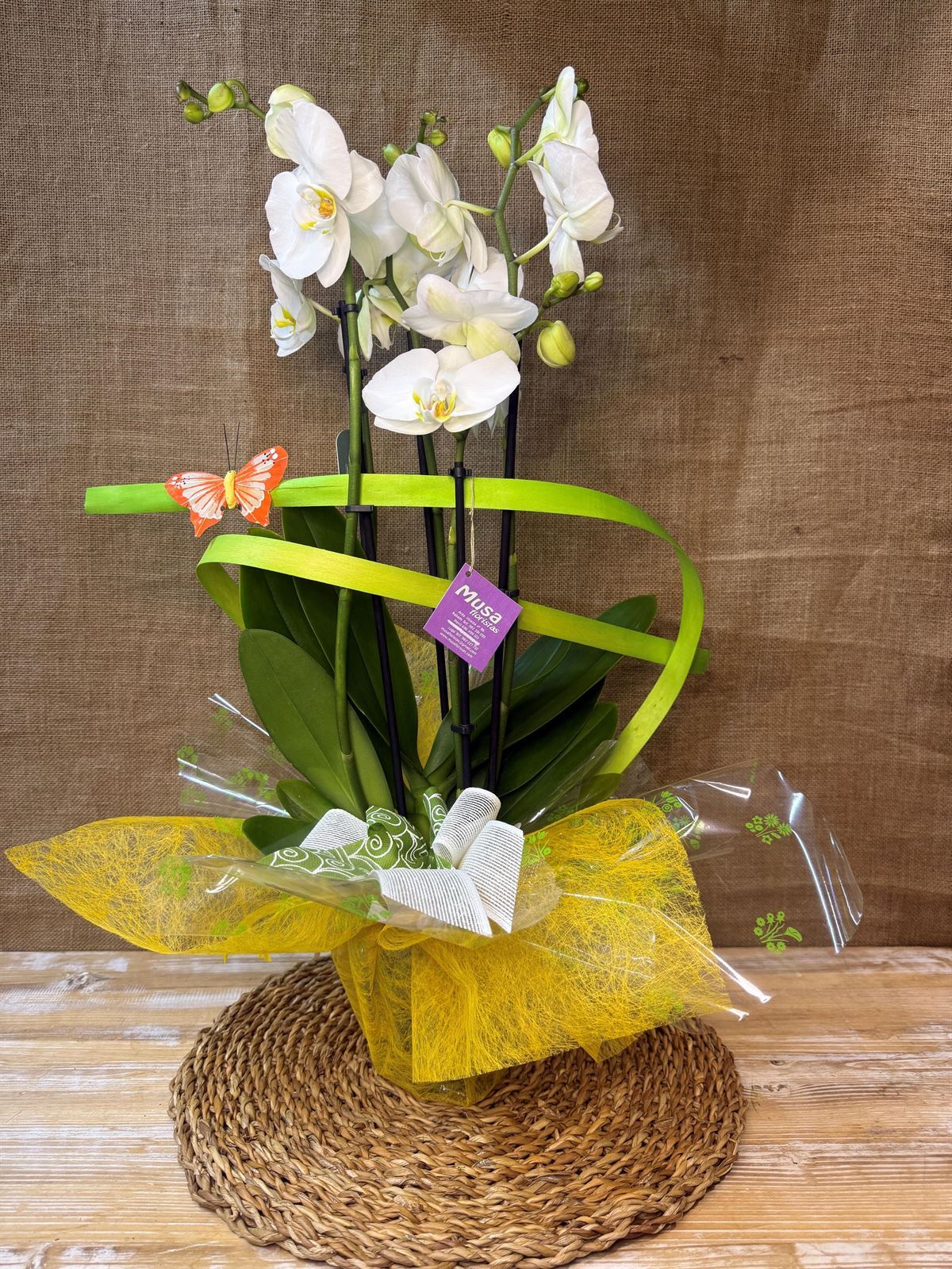 Phalenopsis en tonos blancos - Imagen 2